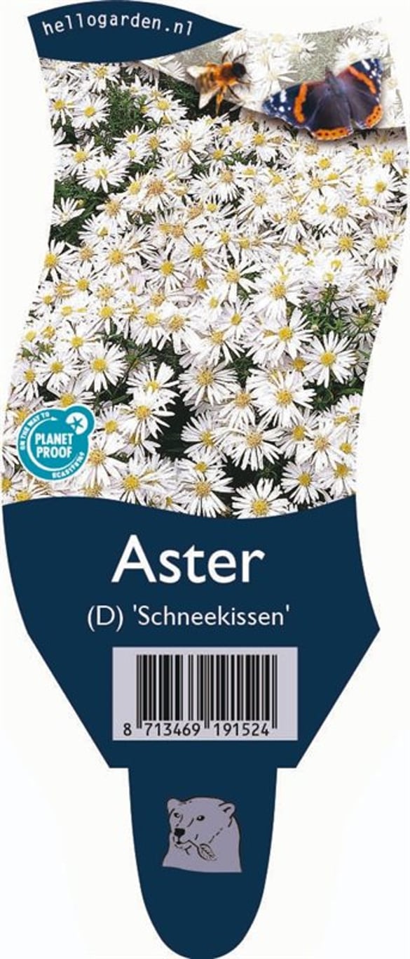 Aster (D) 'Schneekissen' - P11